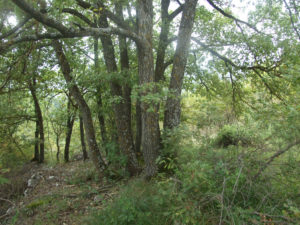 Sorgenti